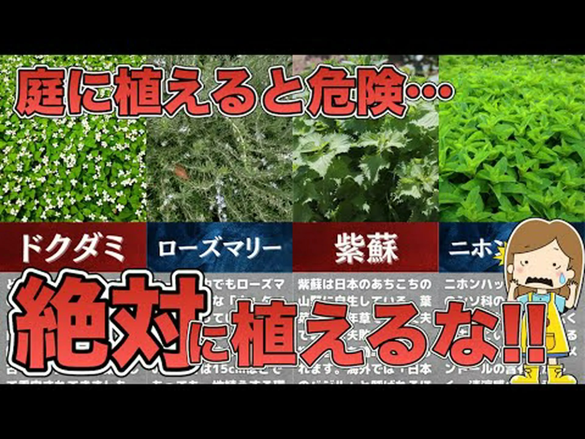 減量に最適なハーブ10選 減量に最適なハーブ10選