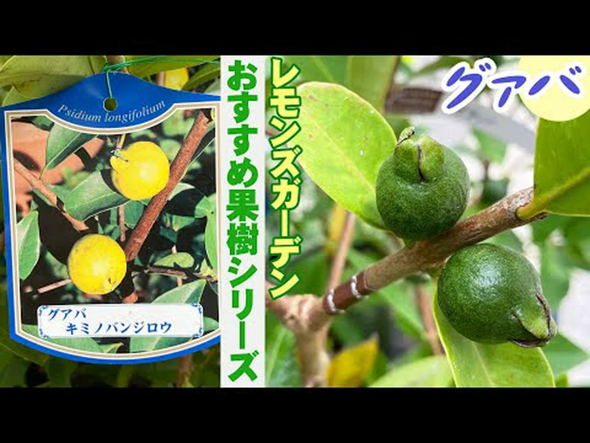 自宅でグアバを植える方法 – ステップバイステップとケア 自宅でグアバを植える方法 – ステップバイステップとケア