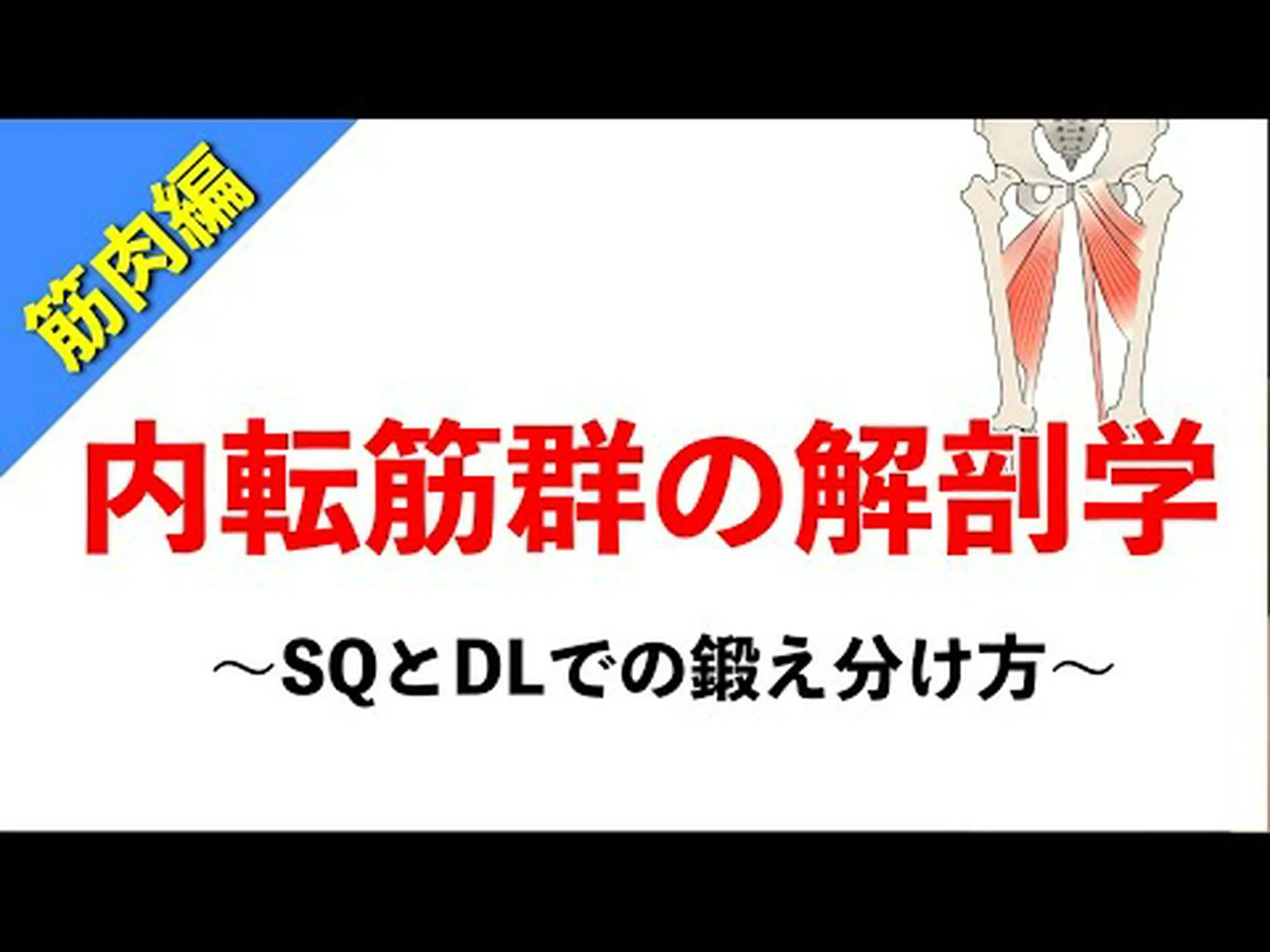 内転筋: エクササイズと解剖学 内転筋: エクササイズと解剖学