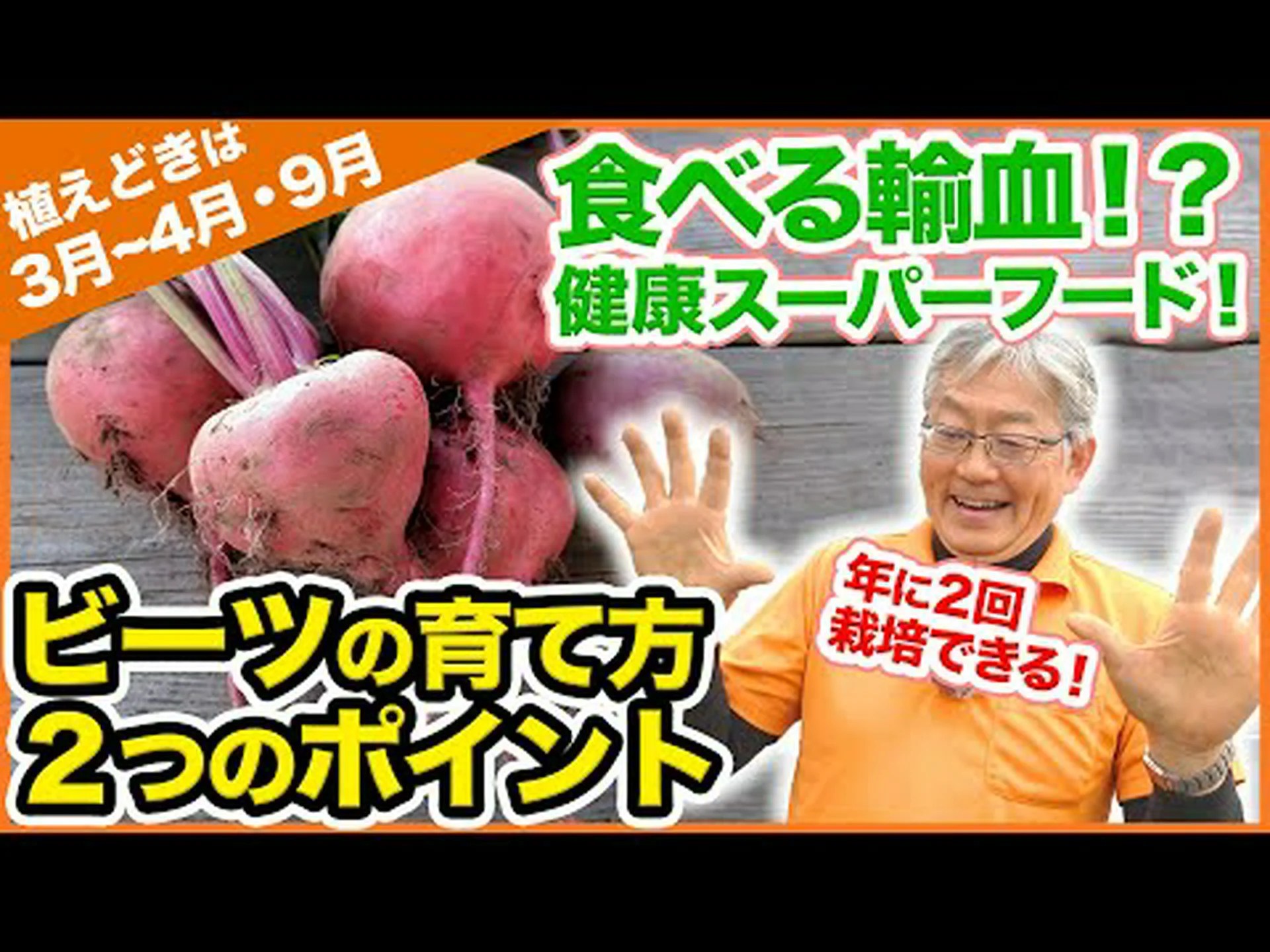 自宅でビートを植える方法 – ステップバイステップとケア 自宅でビートを植える方法 – ステップバイステップとケア