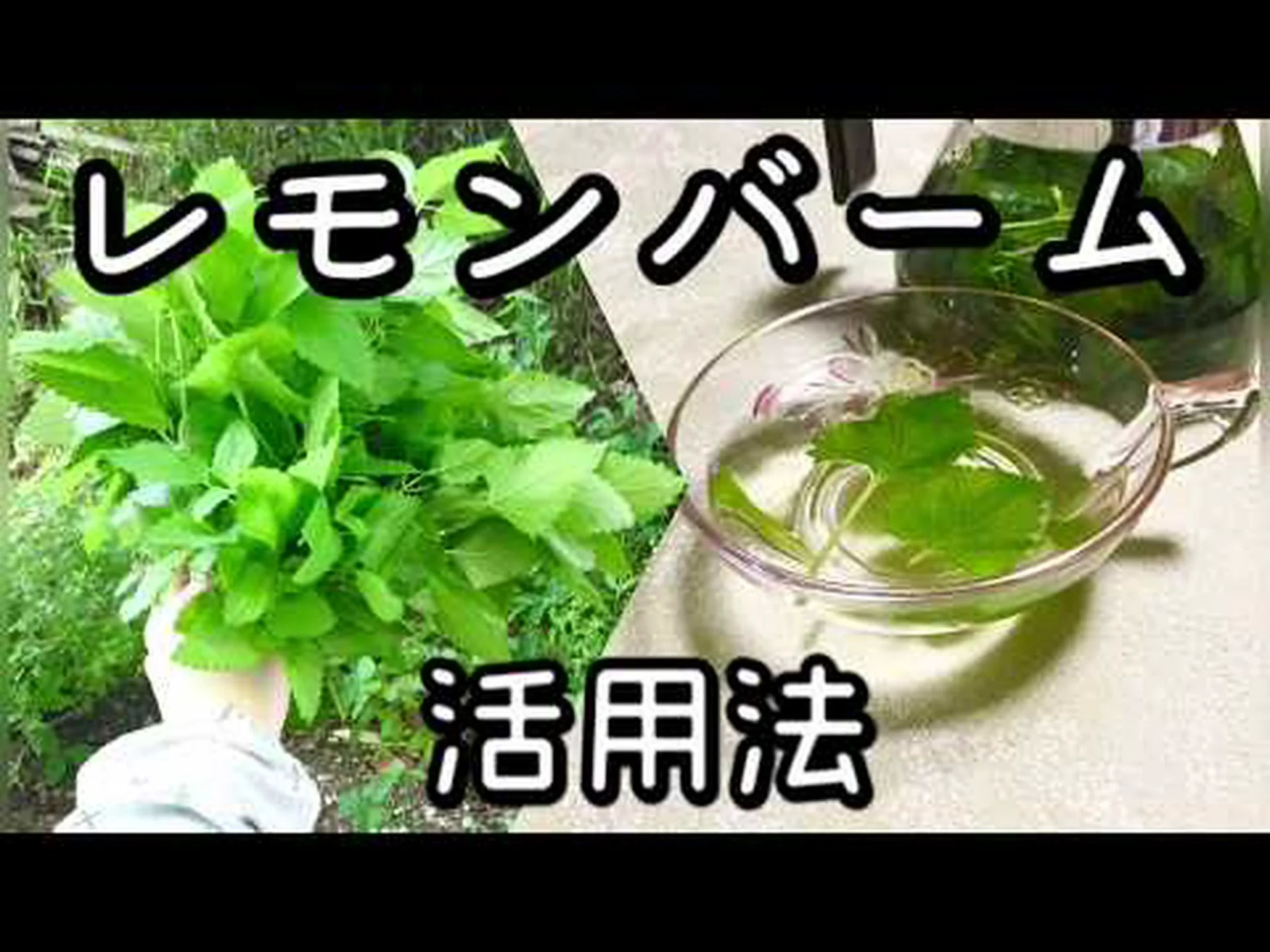 レモンバームティーの利点 – 作り方とお手入れ方法 レモンバームティーの利点 – 作り方とお手入れ方法