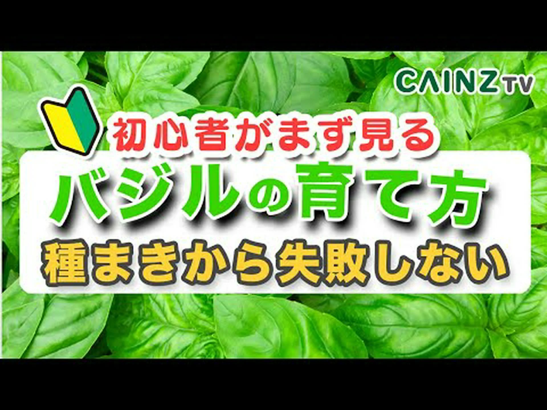 自宅でバジルを植える方法 – ステップバイステップとケア 自宅でバジルを植える方法 – ステップバイステップとケア