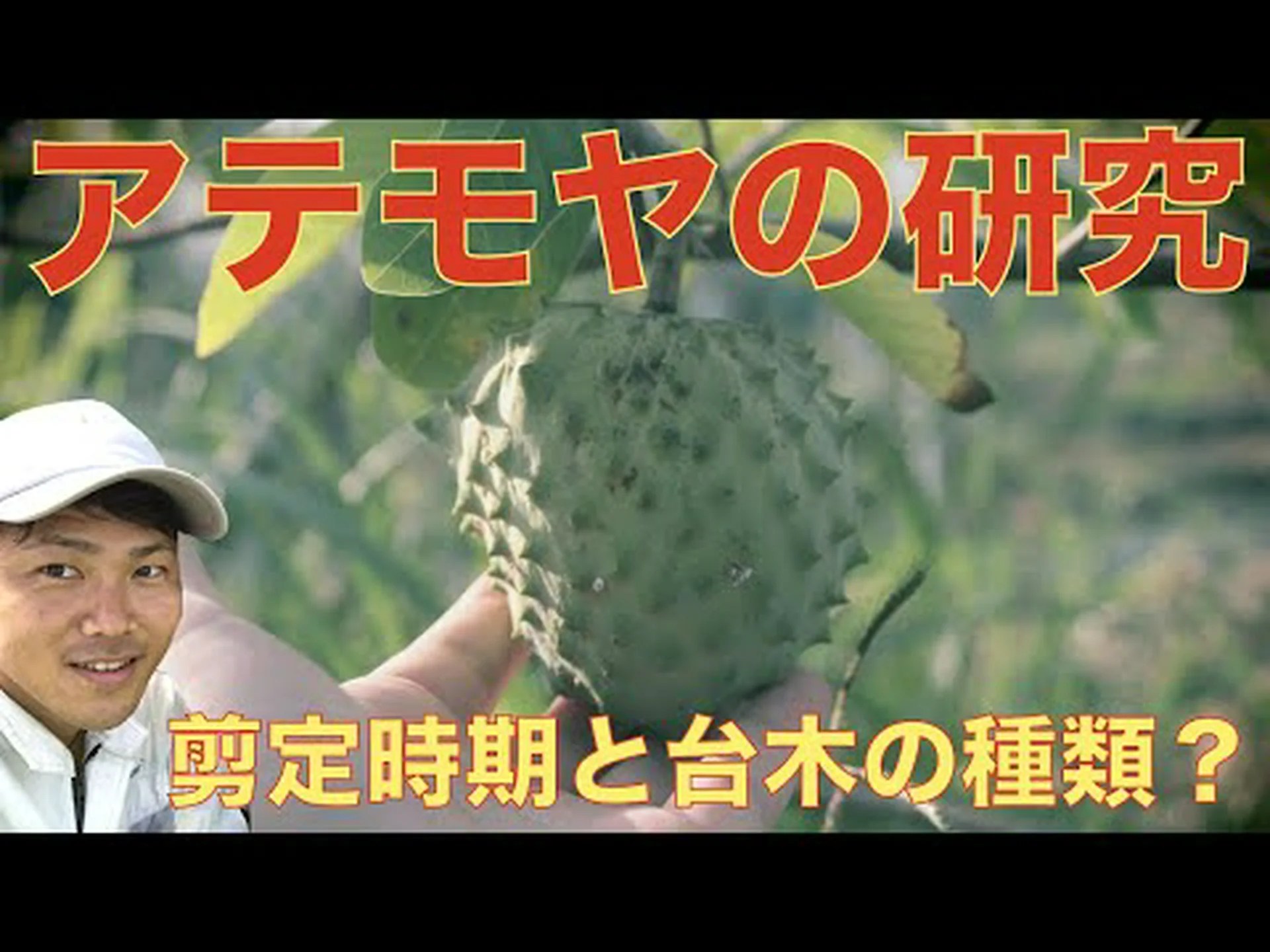 アテモヤの利点: その用途と特性 アテモヤの利点: その用途と特性