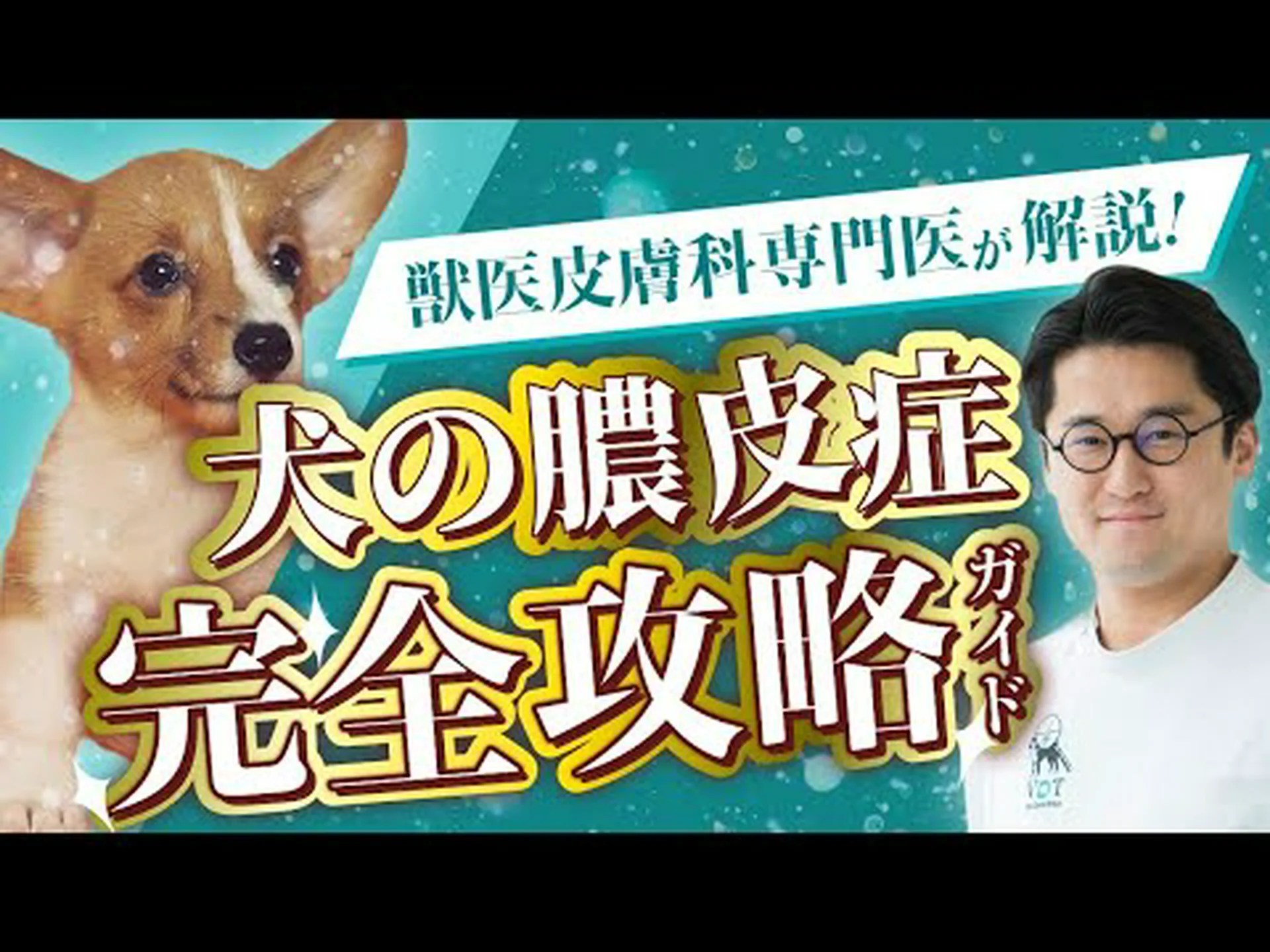 膿皮症とは何か、種類、症状、治療法 膿皮症とは何か、種類、症状、治療法