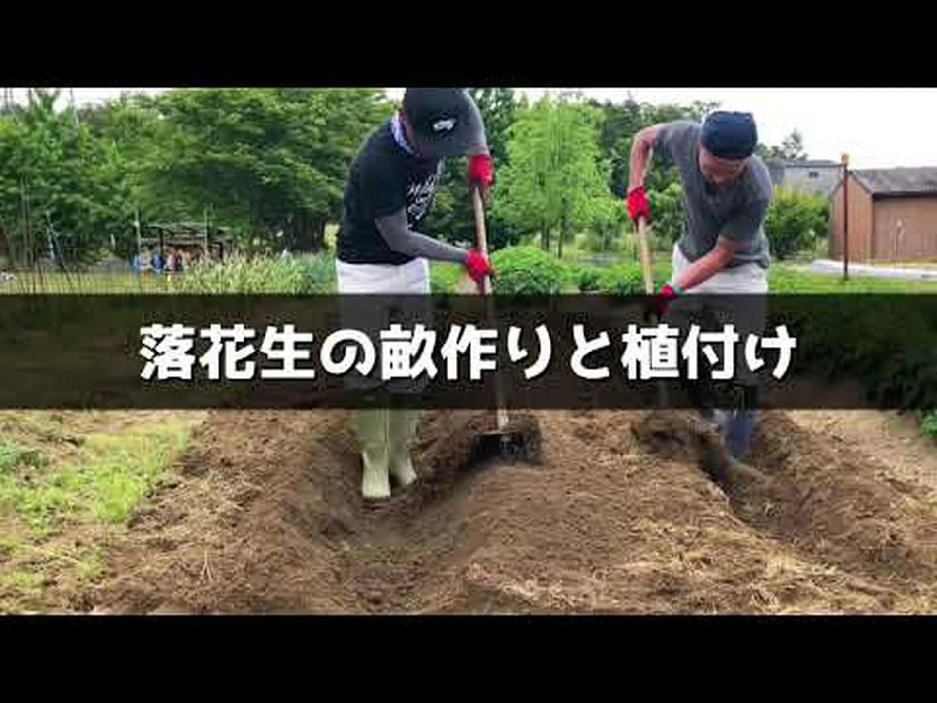 自宅でピーナッツを植える方法 – ステップバイステップとヒント 自宅でピーナッツを植える方法 – ステップバイステップとヒント