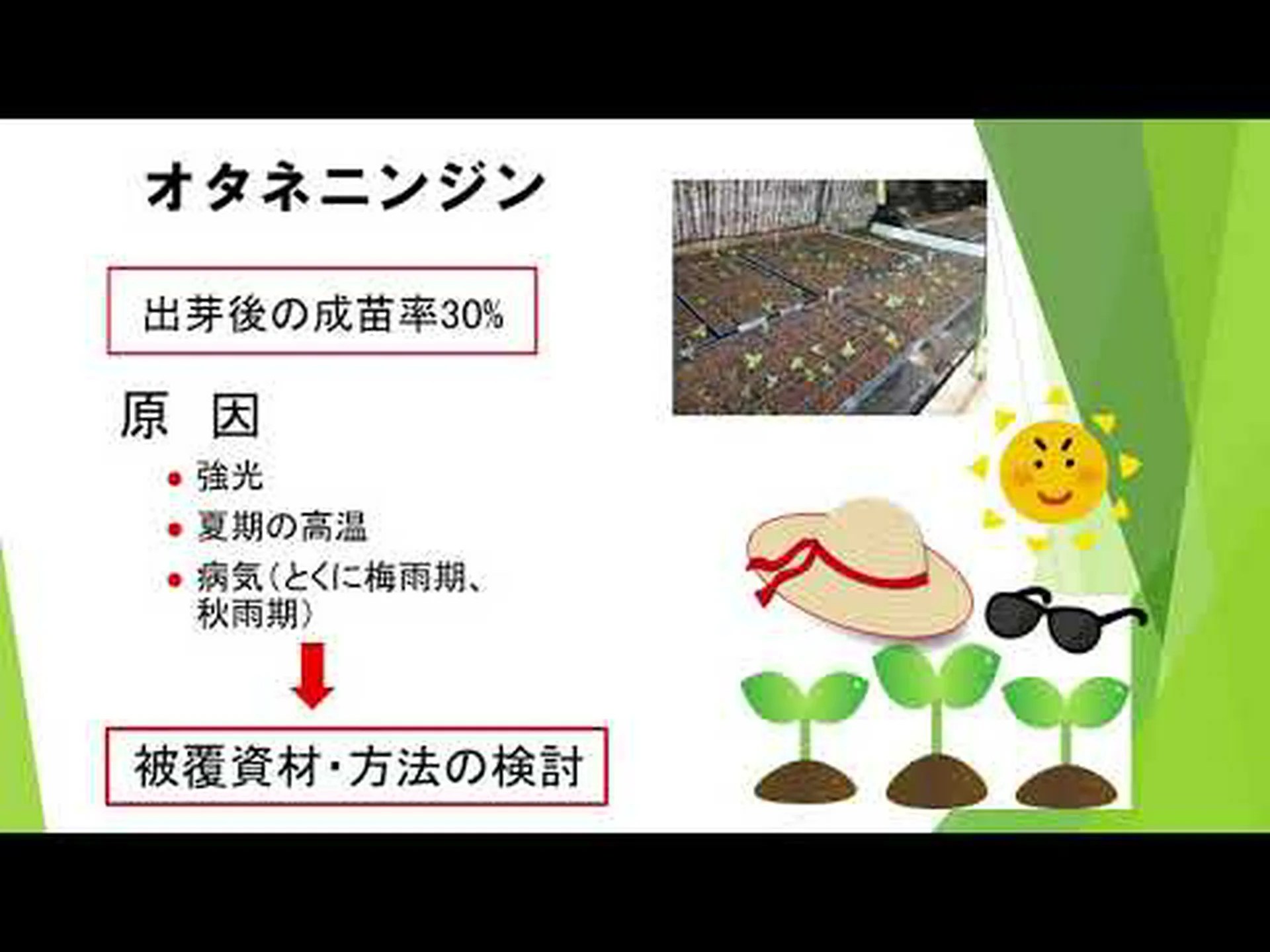 カマプ: この薬用植物は何に使うのですか? カマプ: この薬用植物は何に使うのですか?
