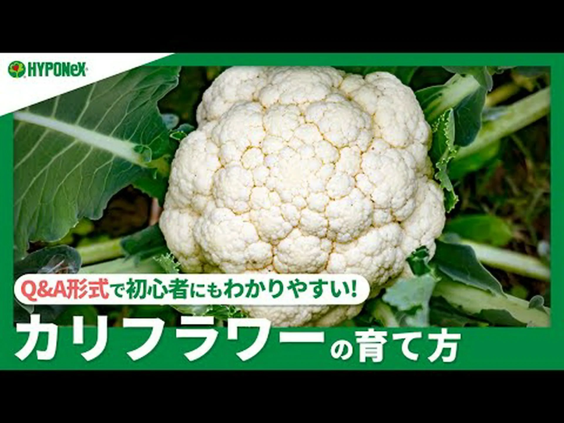 カリフラワーの利点 – その目的と使用方法 カリフラワーの利点 – その目的と使用方法