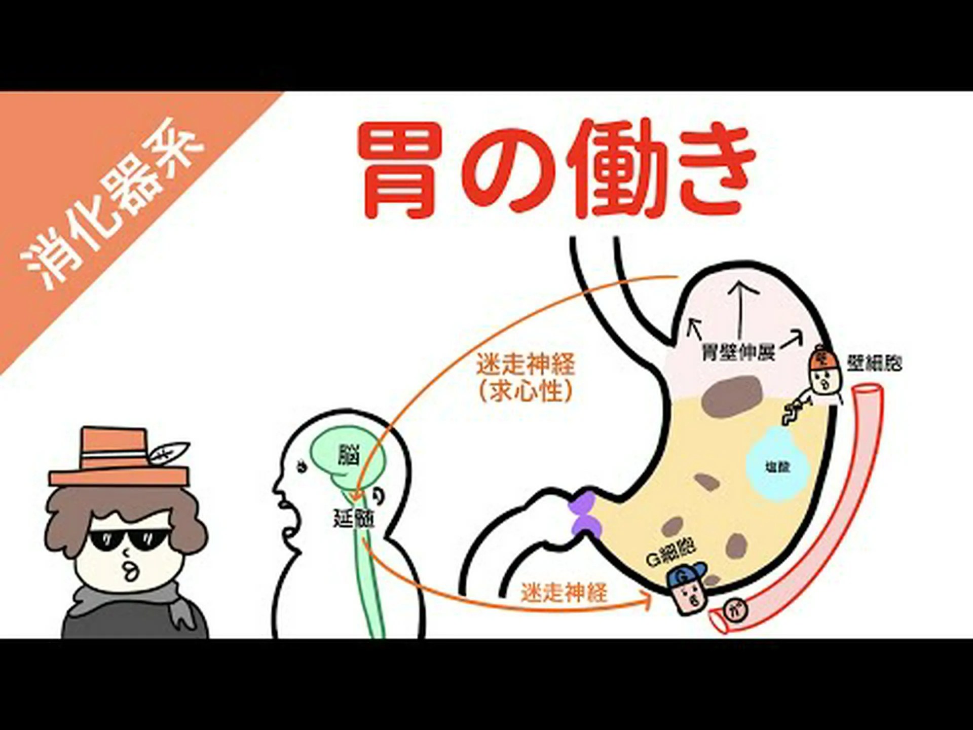 ペプシン – それは何ですか、そして何のためにありますか ペプシン – それは何ですか、そして何のためにありますか
