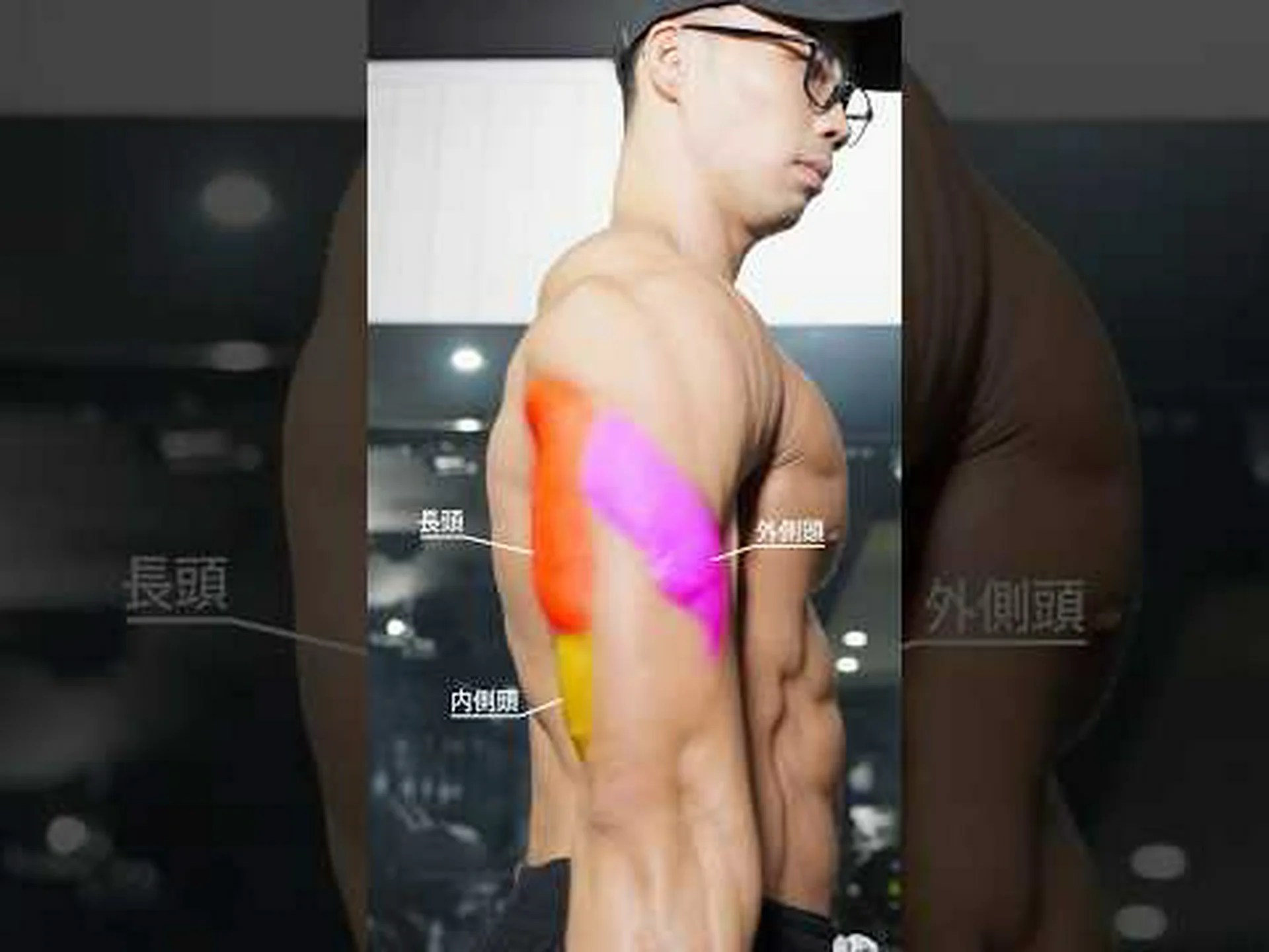 上腕三頭筋の筋肥大のための完全なトレーニングとヒント 上腕三頭筋の筋肥大のための完全なトレーニングとヒント