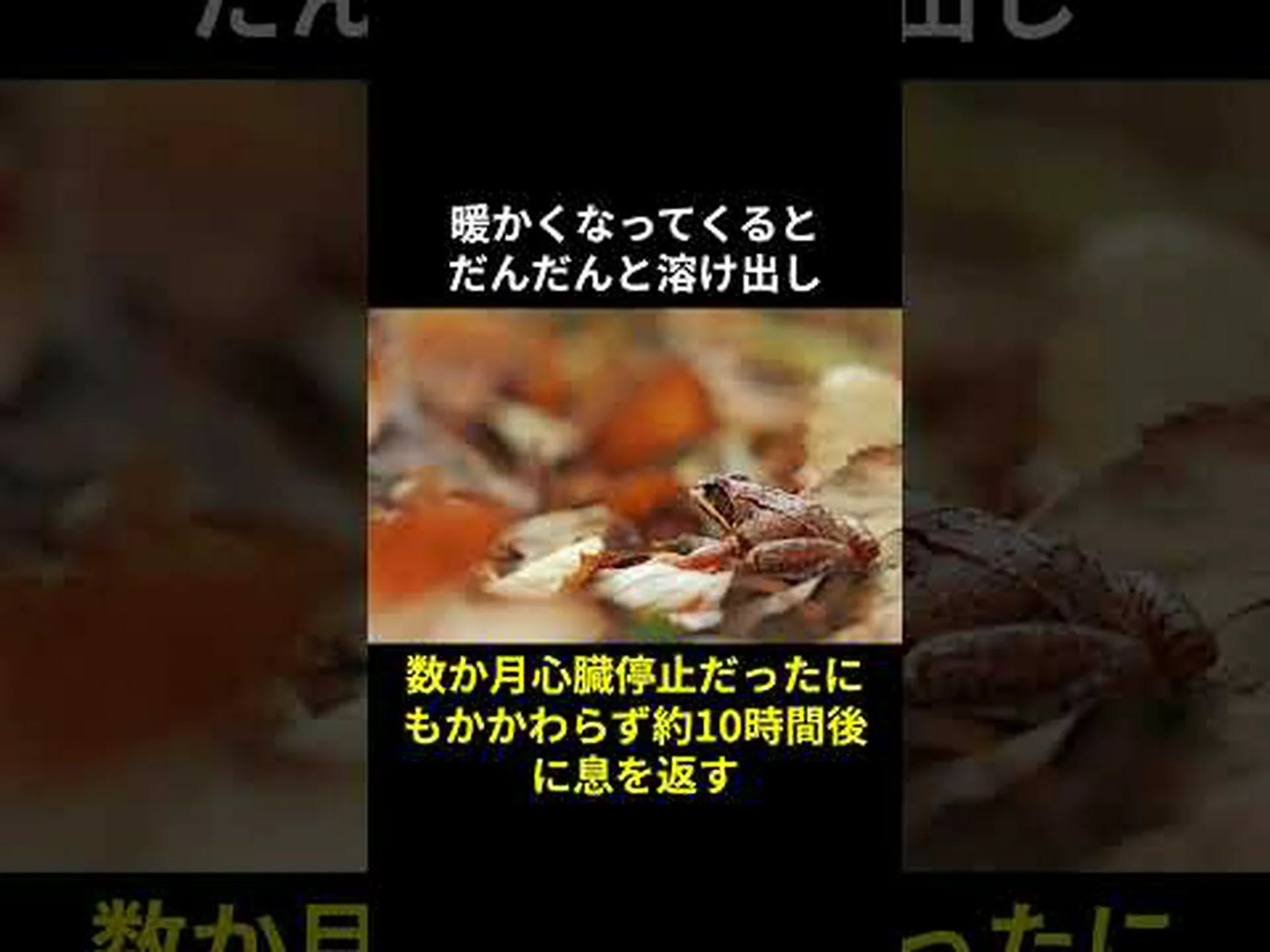 冬眠と老化:動物から学べること 冬眠と老化:動物から学べること