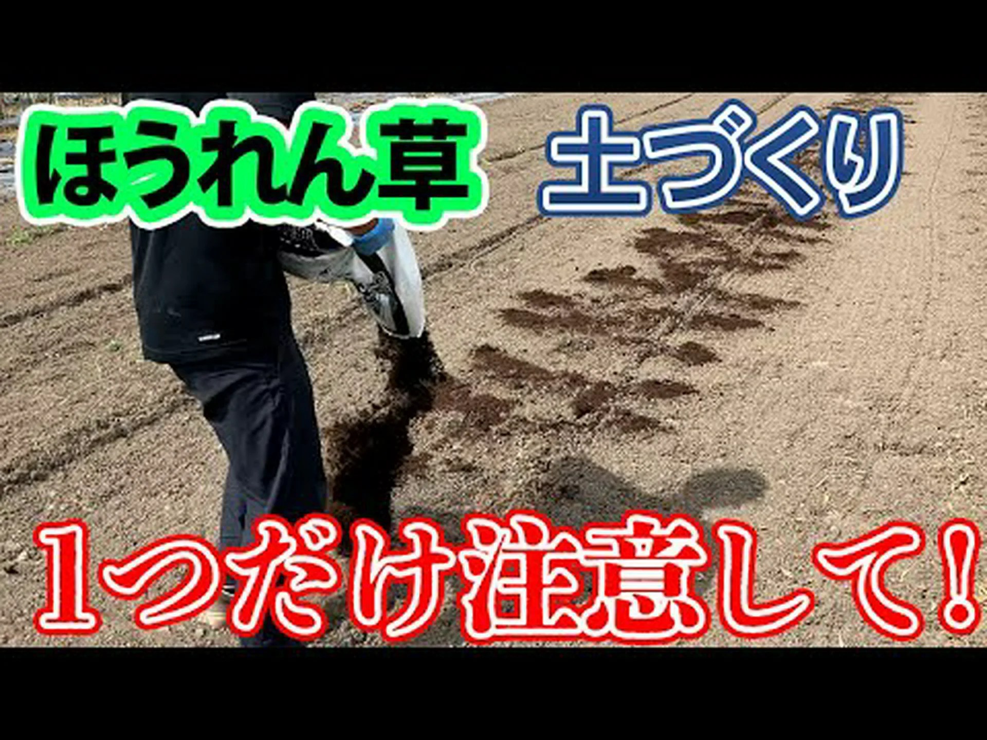 ほうれん草の利点 – ほうれん草の用途と使用方法 ほうれん草の利点 – ほうれん草の用途と使用方法