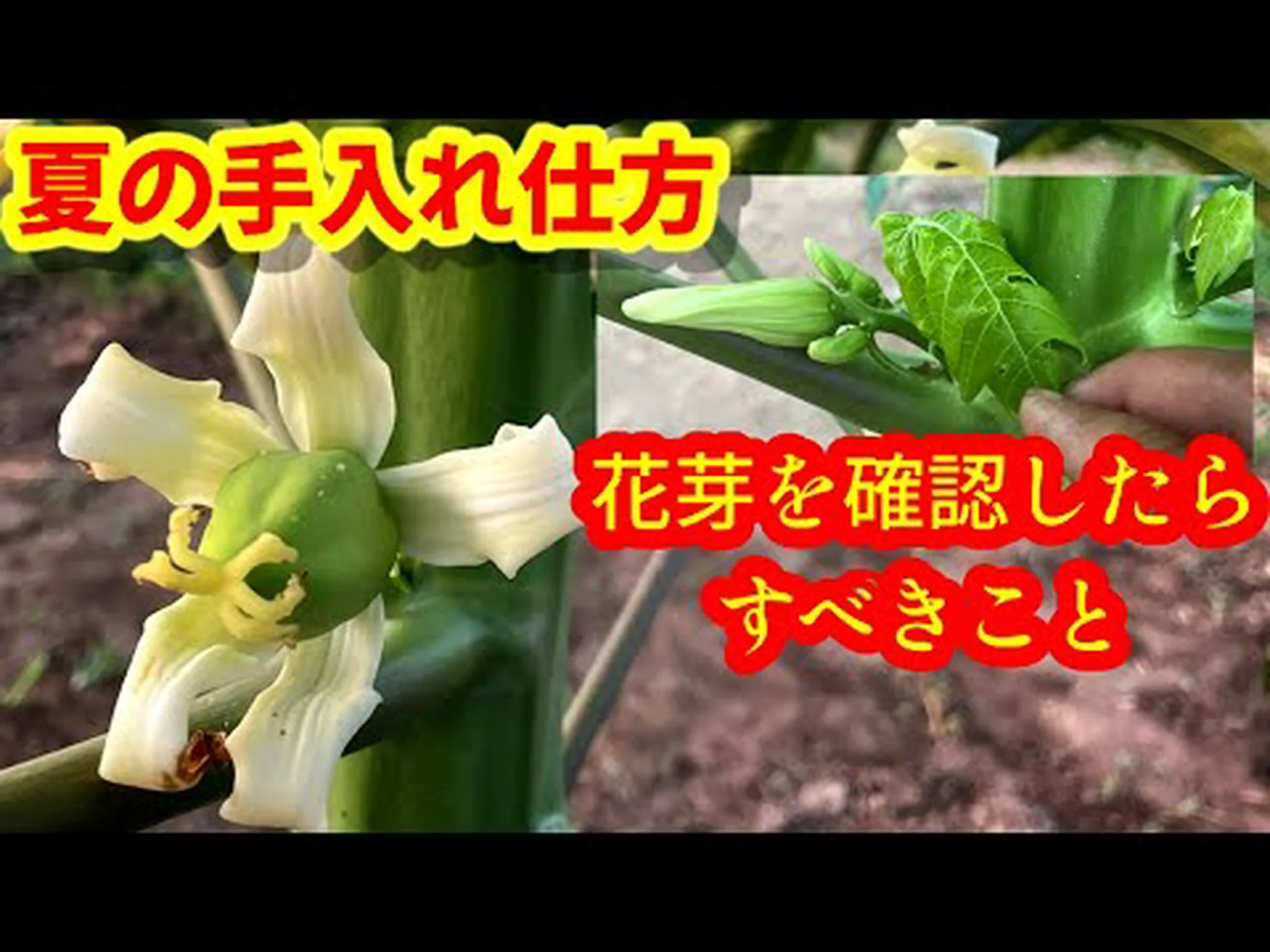 パパイヤはガスを供給しますか? パパイヤはガスを供給しますか?