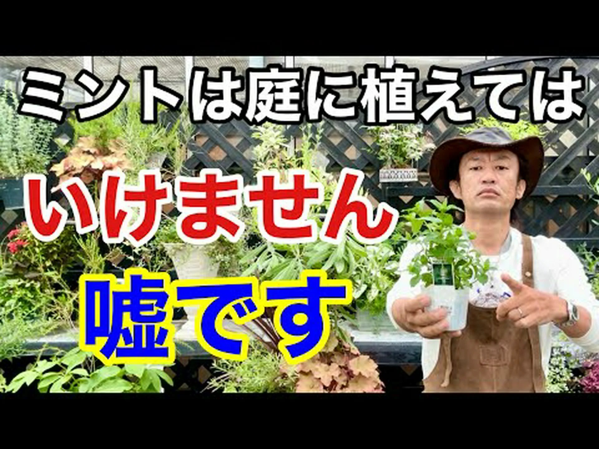 自宅でミントを植える方法 – ステップバイステップとヒント 自宅でミントを植える方法 – ステップバイステップとヒント