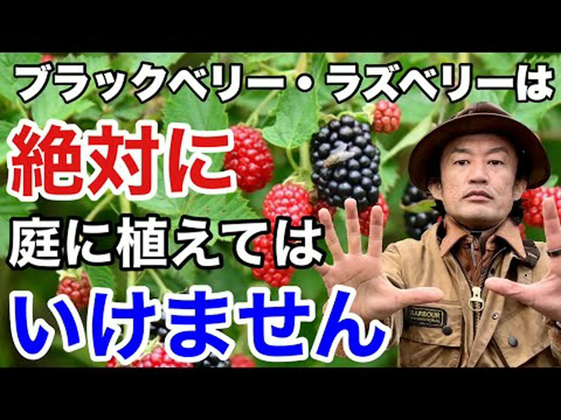 自宅でブラックベリーを植える方法 – ステップバイステップとケア 自宅でブラックベリーを植える方法 – ステップバイステップとケア