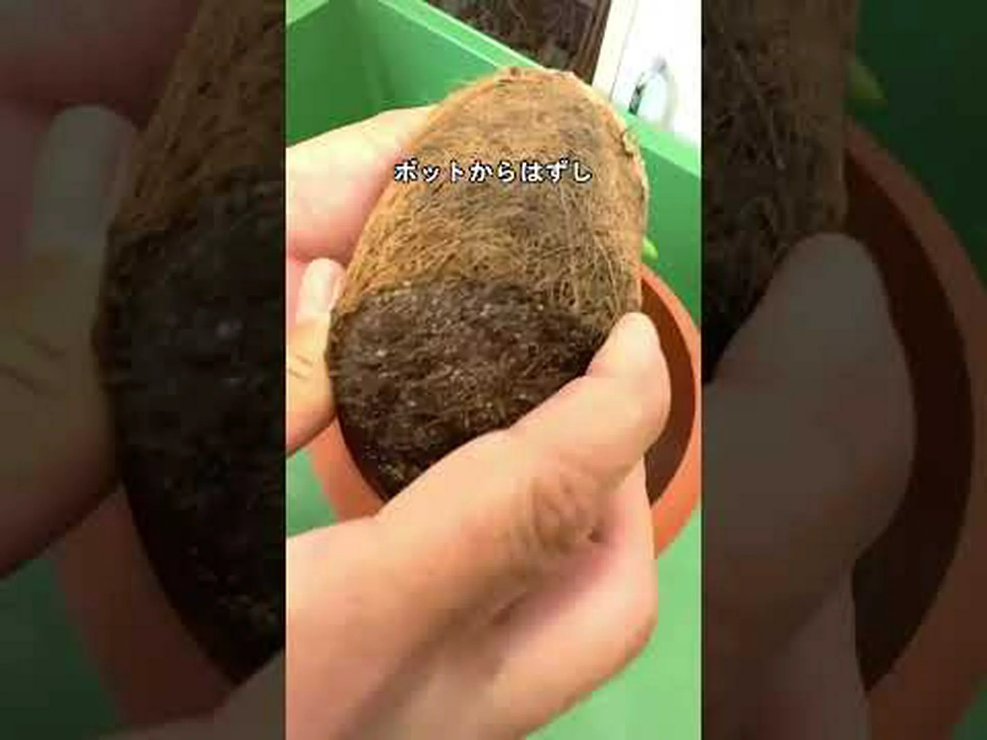 クマリペッパー:それとは何か、利点とヒント クマリペッパー:それとは何か、利点とヒント