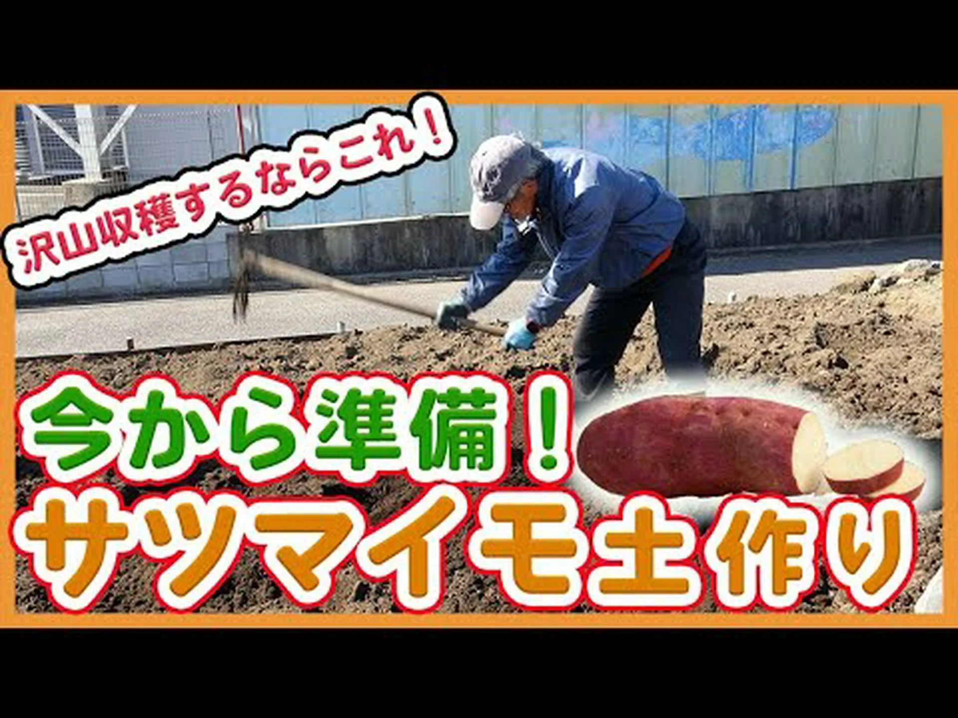 サツマイモの利点 – サツマイモの用途と使用方法 サツマイモの利点 – サツマイモの用途と使用方法