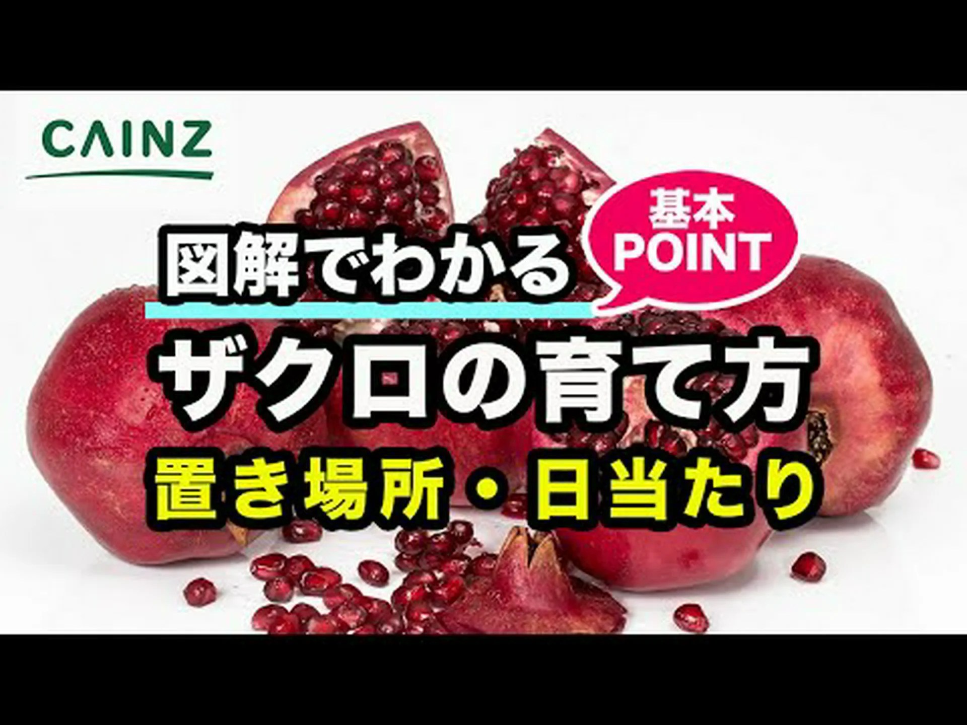 自宅でザクロを植える方法 – ステップバイステップとケア 自宅でザクロを植える方法 – ステップバイステップとケア