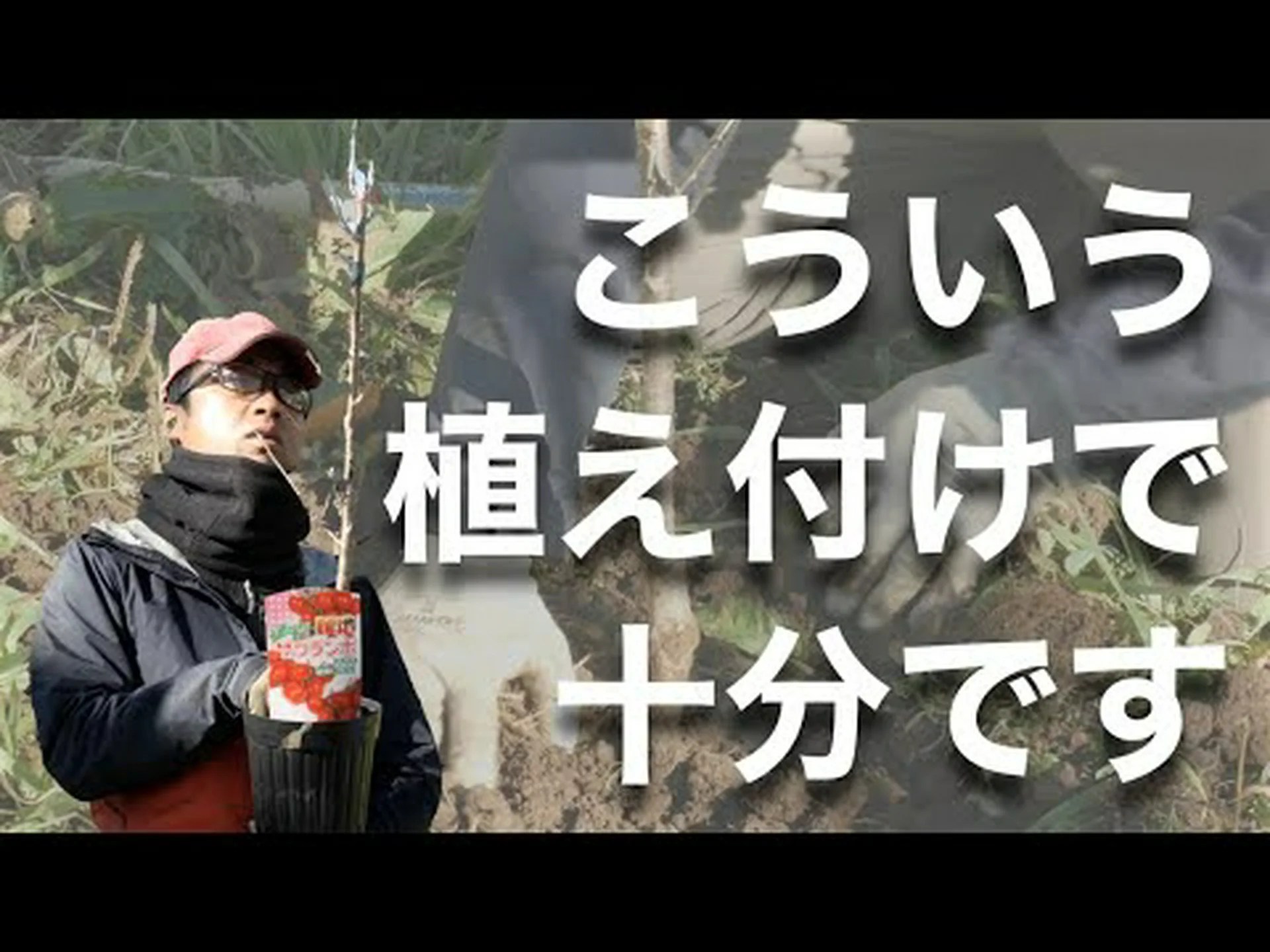 自宅でサクランボを植える方法 – ステップバイステップとケア 自宅でサクランボを植える方法 – ステップバイステップとケア