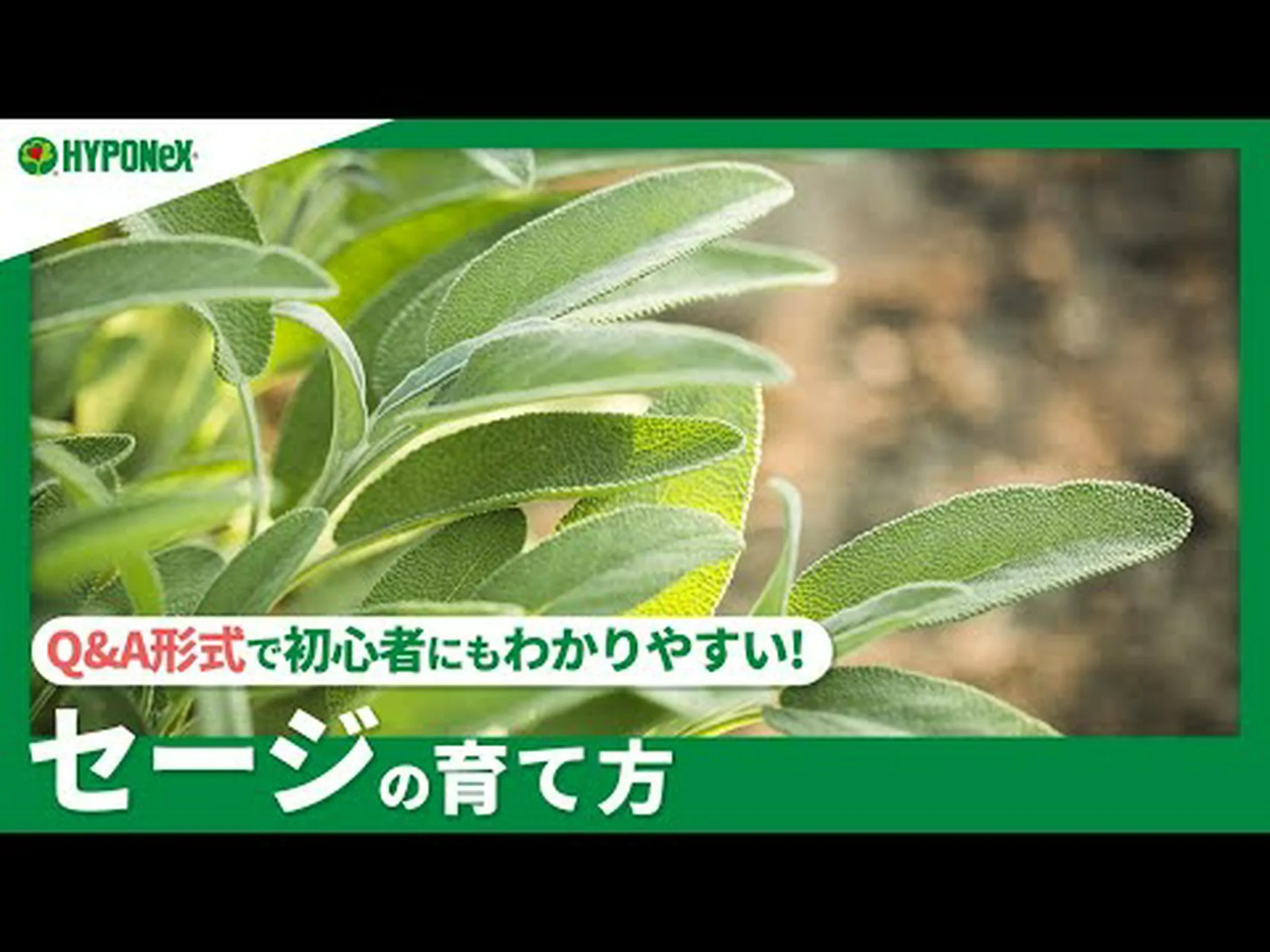 セージティーは体重を減らしますか?何のために行うのか、その方法とメリット セージティーは体重を減らしますか?何のために行うのか、その方法とメリット