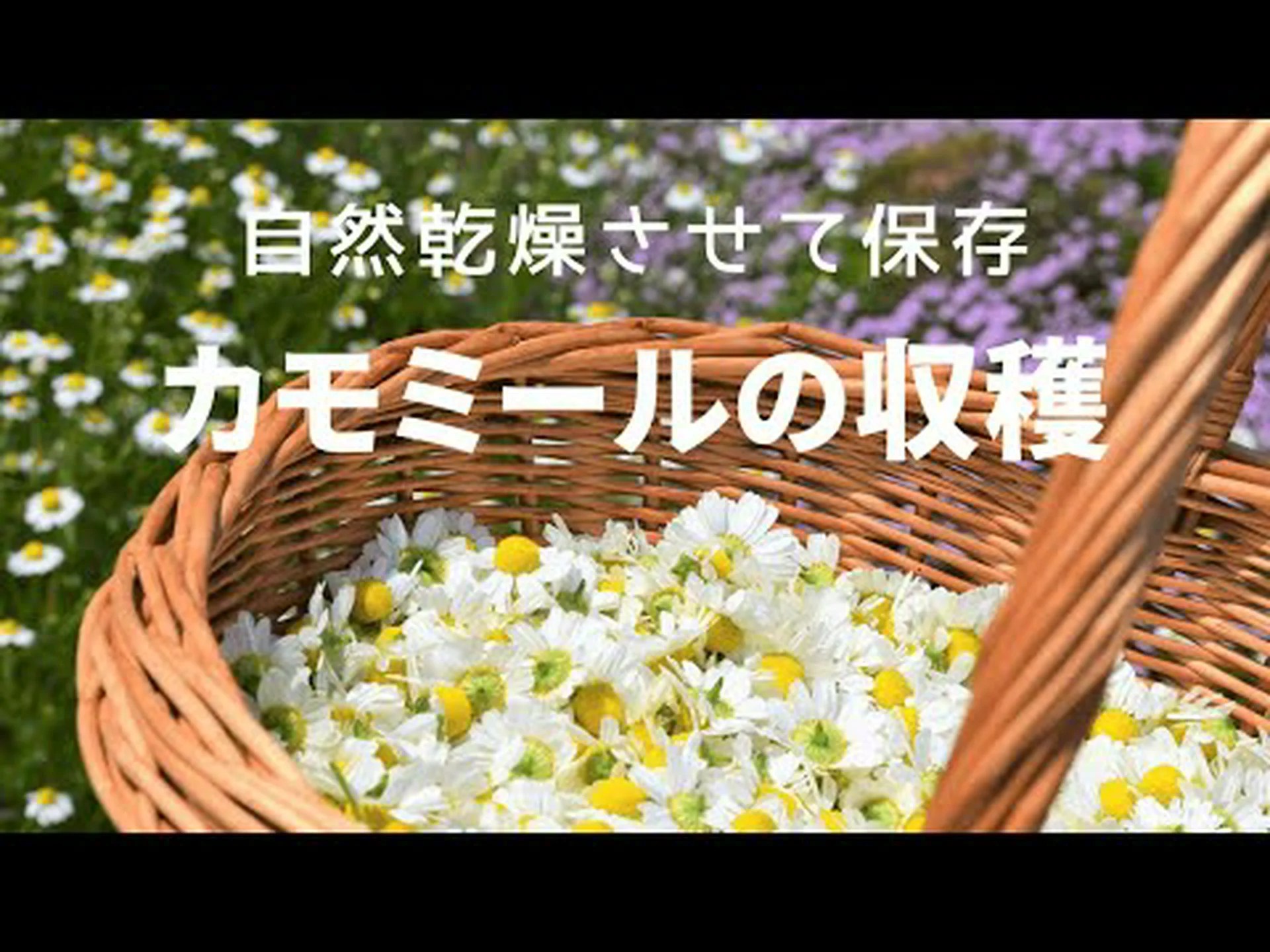 カモミールティーの利点、レシピ、お手入れ方法 カモミールティーの利点、レシピ、お手入れ方法