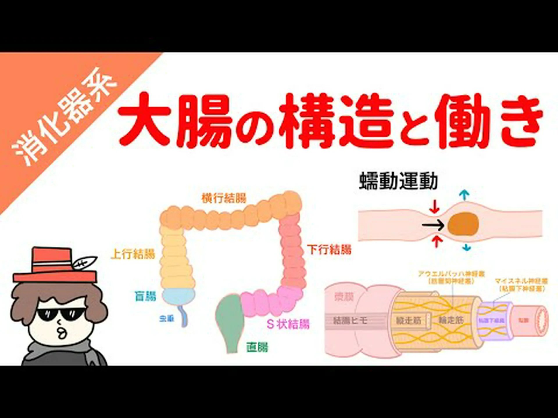 大腸と小腸の主な機能 大腸と小腸の主な機能