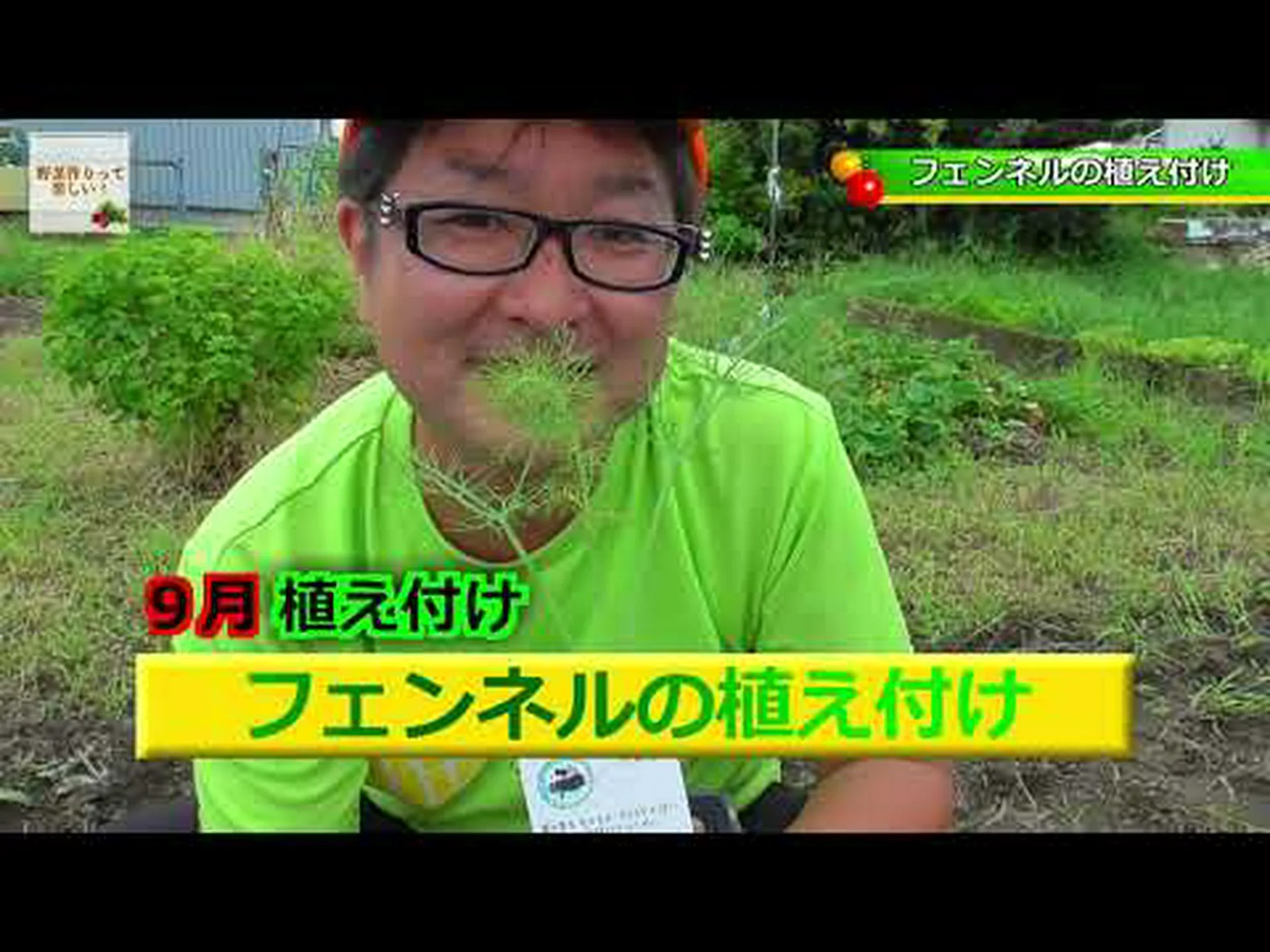 自宅でフェンネルを植える方法 – ステップバイステップとケア 自宅でフェンネルを植える方法 – ステップバイステップとケア