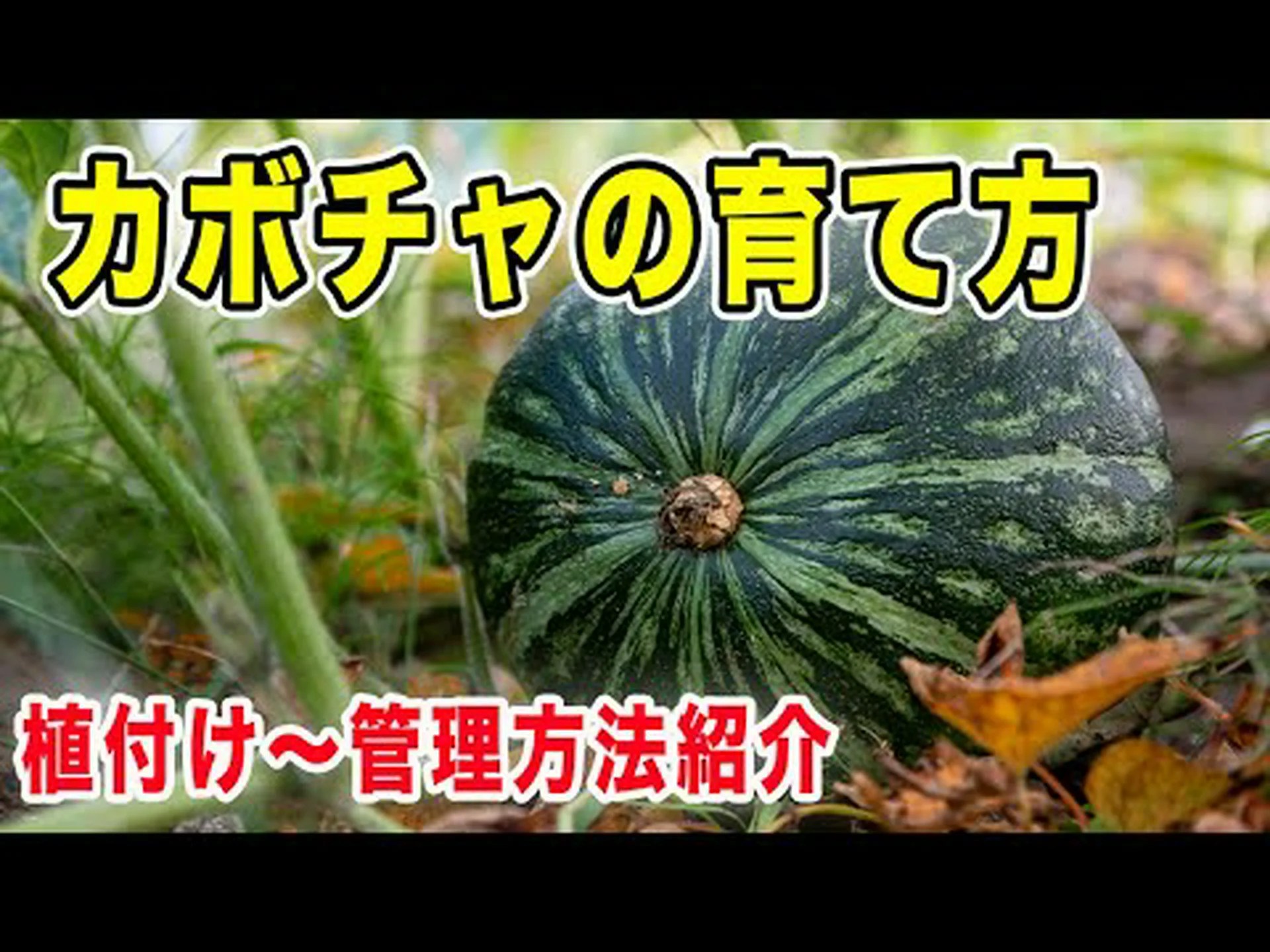 自宅でカボチャを植える方法 – ステップバイステップとケア 自宅でカボチャを植える方法 – ステップバイステップとケア