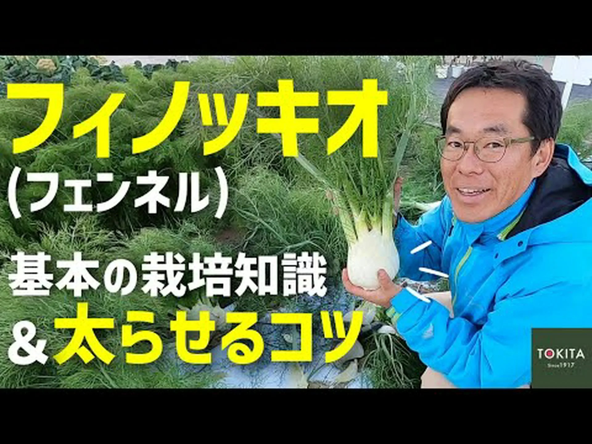 フェンネルの15の利点 – その目的と特性 フェンネルの15の利点 – その目的と特性