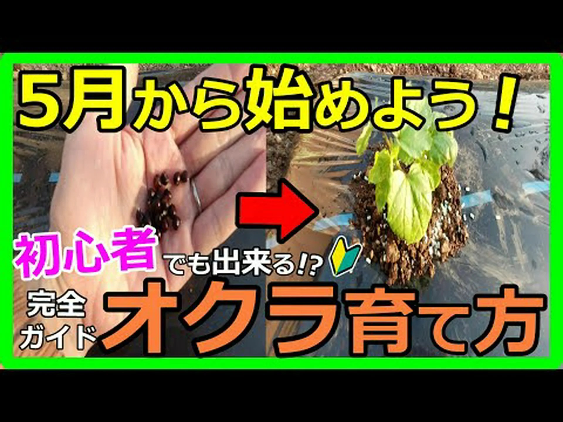 自宅でオクラを植える方法 – ステップバイステップとヒント 自宅でオクラを植える方法 – ステップバイステップとヒント