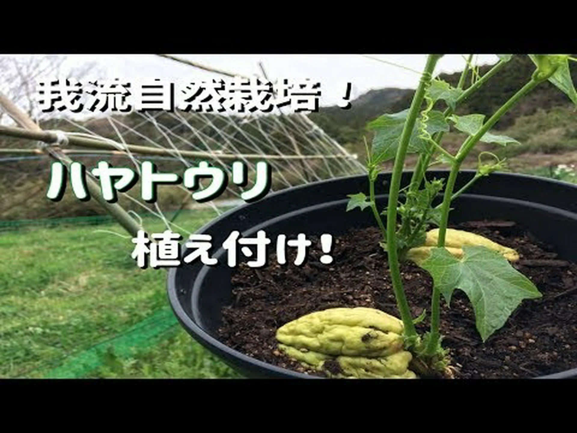 ハヤトウリは高血圧を下げる?ハヤトウリの水は? ハヤトウリは高血圧を下げる?ハヤトウリの水は?