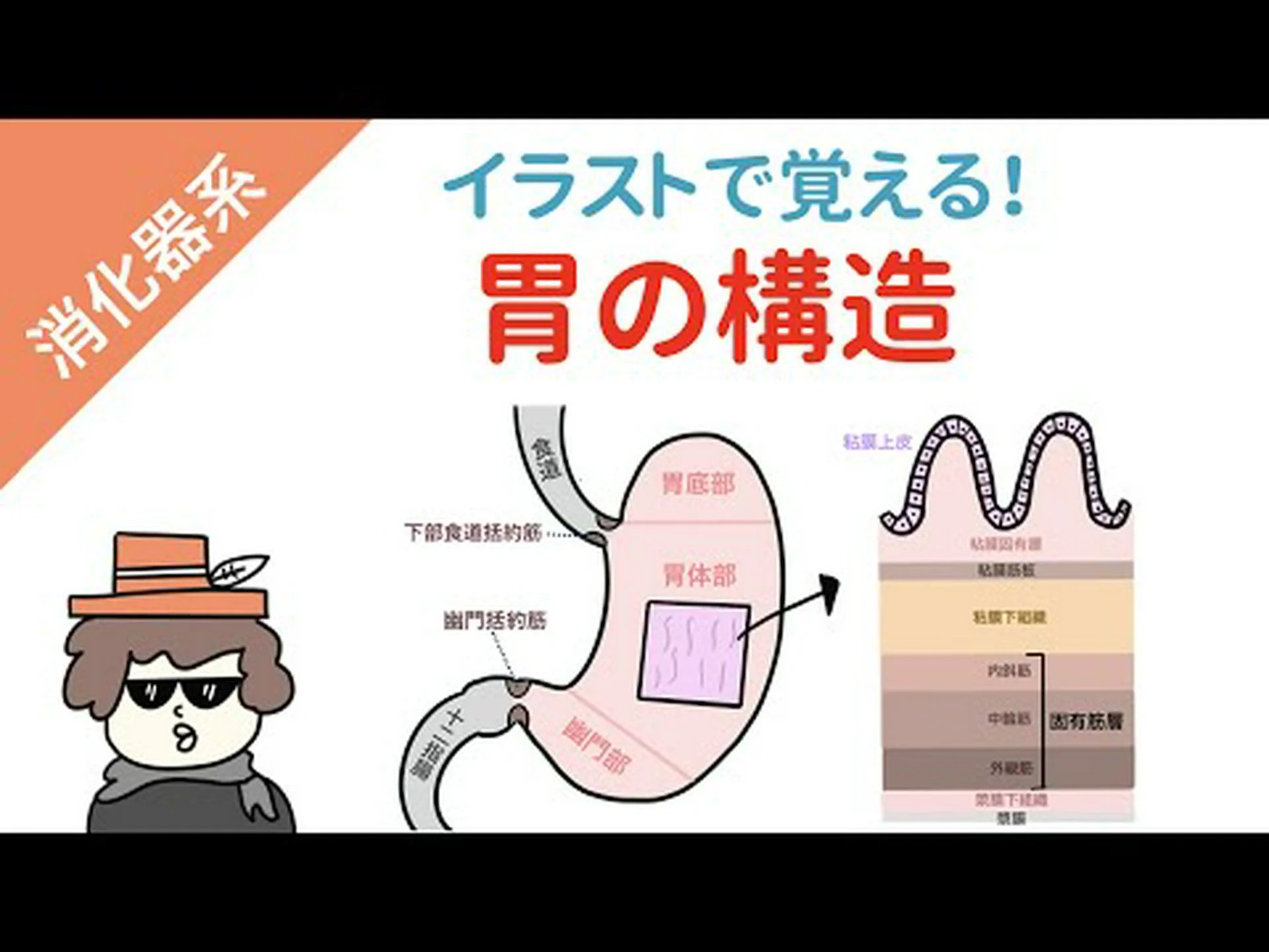 胃形成術はどのように行われますか?仕組みとヒント 胃形成術はどのように行われますか?仕組みとヒント
