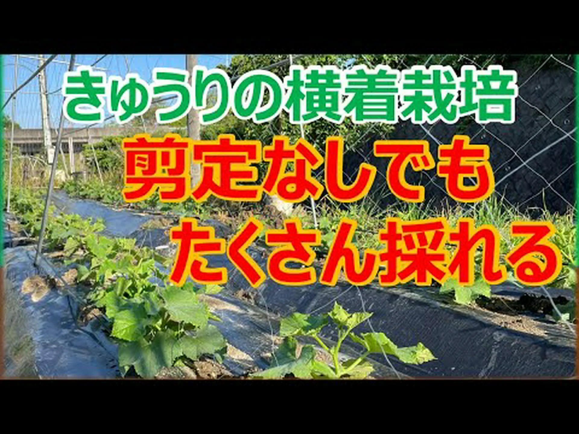 キュウリの利点 – 使い方、ヒント、お手入れ方法 キュウリの利点 – 使い方、ヒント、お手入れ方法
