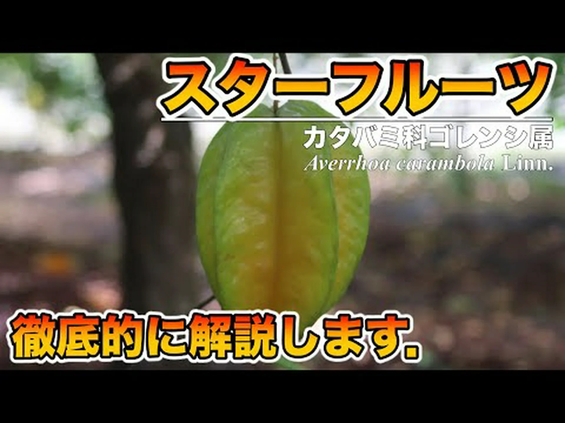 ジャンボフルーツの6つの利点 – その目的と特性 ジャンボフルーツの6つの利点 – その目的と特性