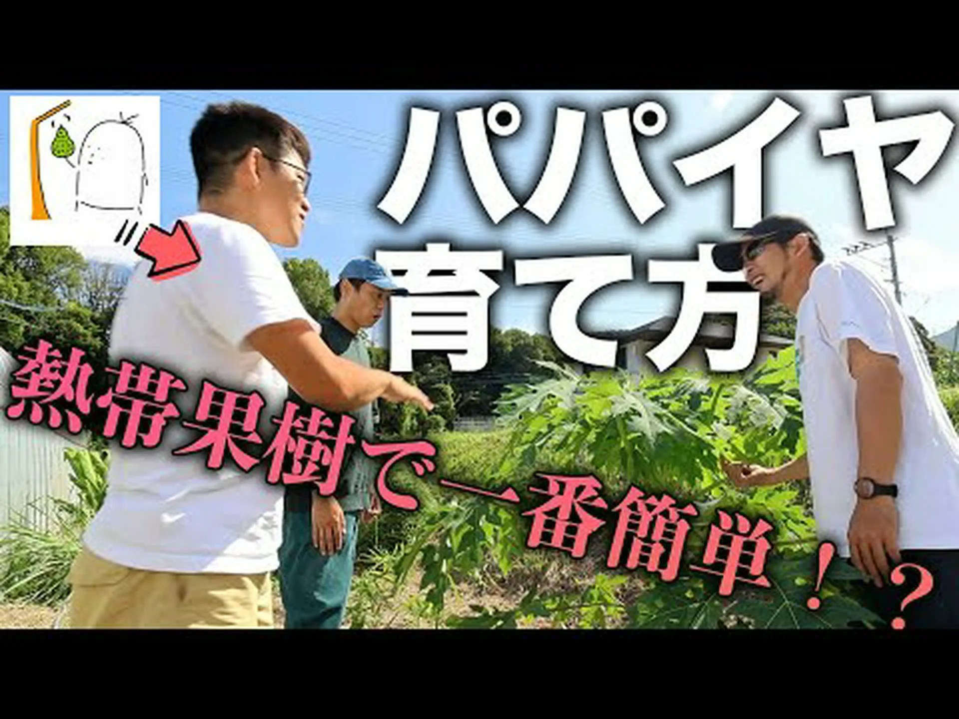 パパイヤの利点 – その目的と使用方法 パパイヤの利点 – その目的と使用方法