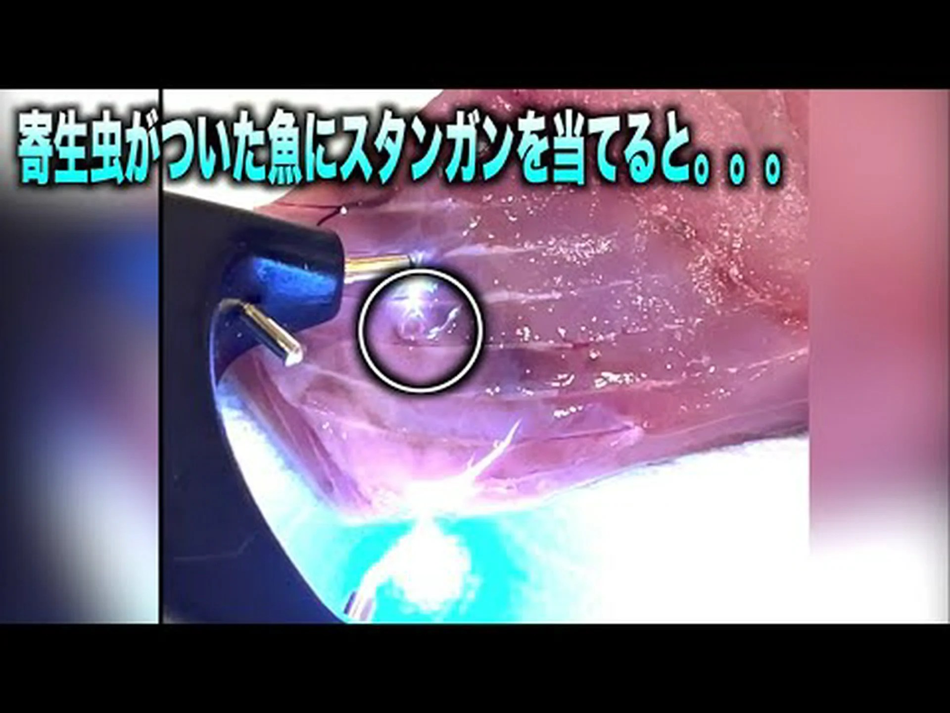 ワームはガスを供給しますか?寄生虫の症状でしょうか? ワームはガスを供給しますか?寄生虫の症状でしょうか?