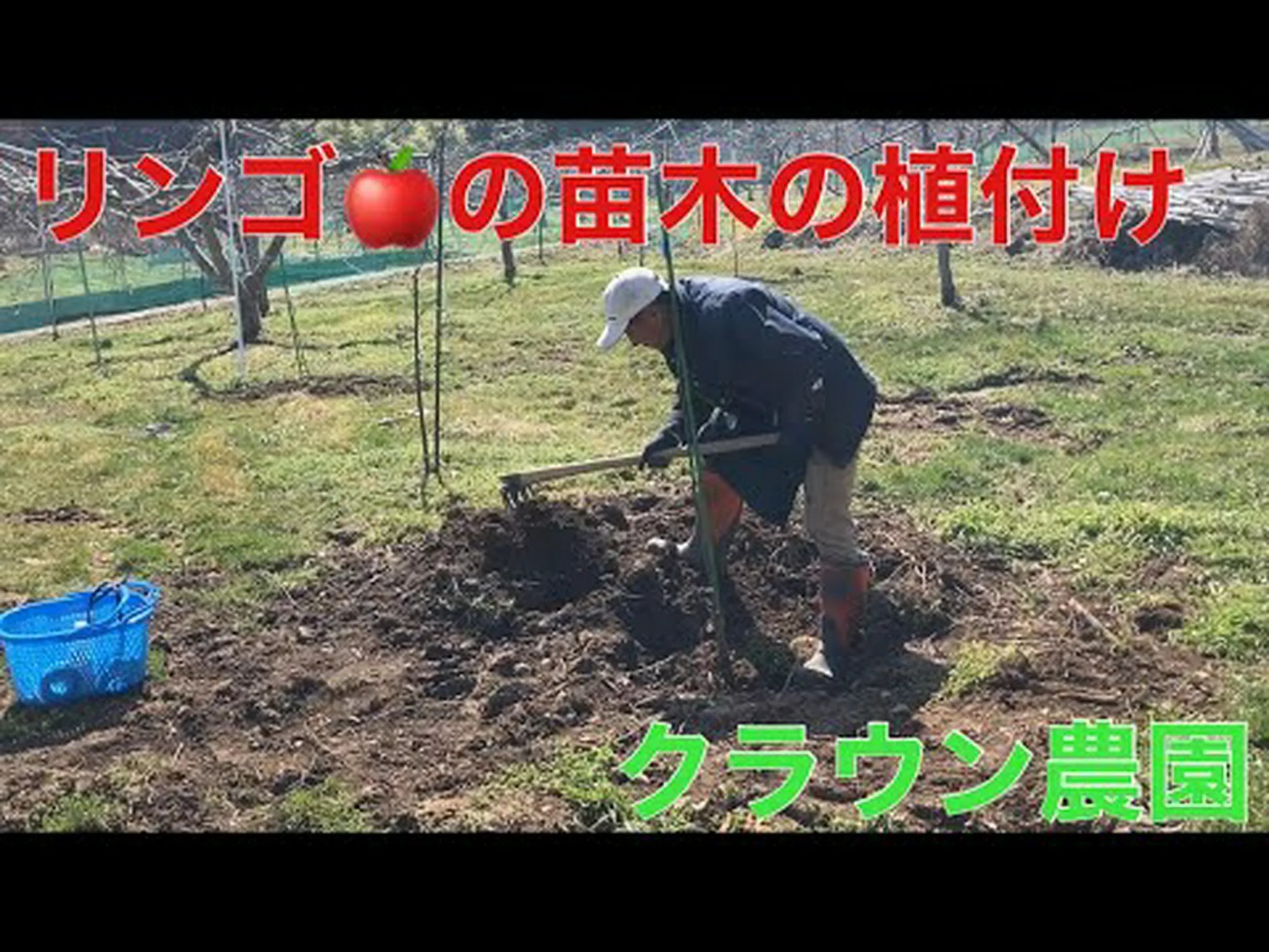 自宅でリンゴを植える方法 – ステップバイステップとケア 自宅でリンゴを植える方法 – ステップバイステップとケア