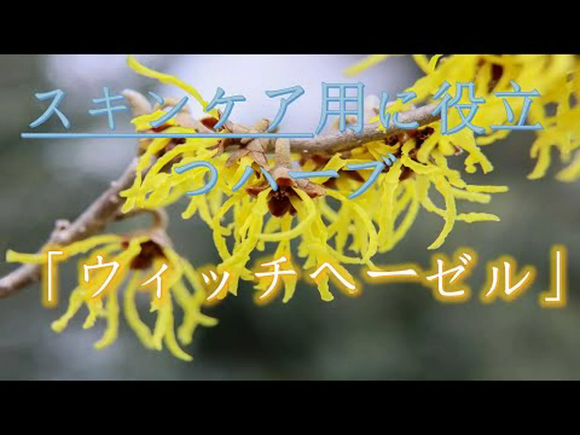 ウィッチヘーゼル:それは何なのか、何のためにあるのか、そしてどのように使用するのか ウィッチヘーゼル:それは何なのか、何のためにあるのか、そしてどのように使用するのか