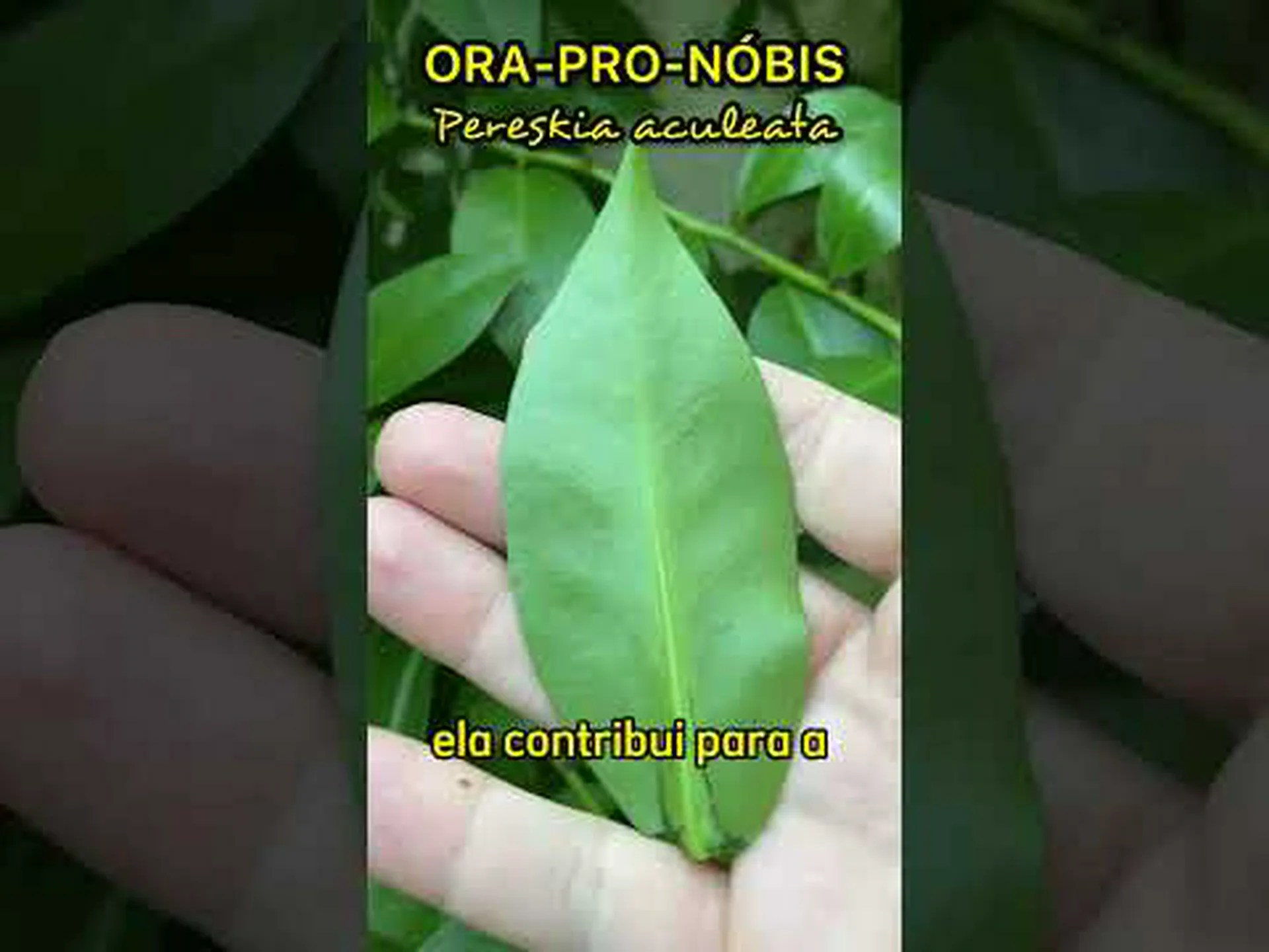 糖尿病に対する ora-pro-nóbis の使用方法 糖尿病に対する ora-pro-nóbis の使用方法