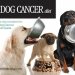 Transform Your Dog’s Health: A Comprehensive Review of The Dog Cancer Diet Transform Your Dog’s Health: A Comprehensive Review of The Dog Cancer Diet