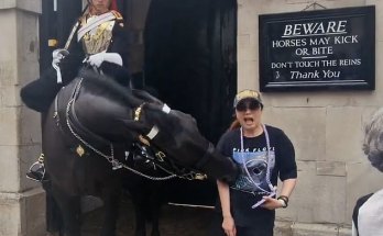 Tourist faints when King’s Guard horse BITES her on the arm after she stood next to it and posed for a photo Tourist faints when King’s Guard horse BITES her on the arm after she stood next to it and posed for a photo