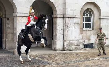 King’s Guard Shows Exceptional Horsemanship when Tourists Did this ! King’s Guard Shows Exceptional Horsemanship when Tourists Did this !