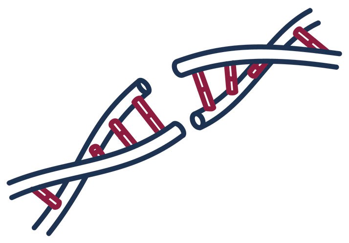 Erbgut nach Maß? Die Genschere CRISPR/Cas – was sie kann und wie sie funktioniert Erbgut nach Maß? Die Genschere CRISPR/Cas – was sie kann und wie sie funktioniert