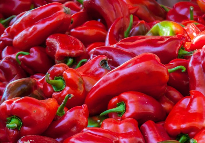 Giftige Gene? Ein vernunftorientierter Zugang zum Thema Grüne Gentechnik Giftige Gene? Ein vernunftorientierter Zugang zum Thema Grüne Gentechnik