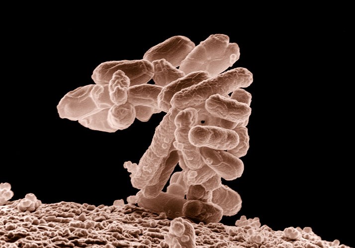 Symposium Kortizes 2020 | Die Darm-Hirn-Achse – Wie das Mikrobiom unser Gehirn beeinflusst Symposium Kortizes 2020 | Die Darm-Hirn-Achse – Wie das Mikrobiom unser Gehirn beeinflusst