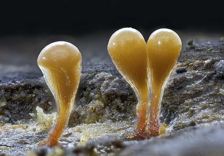 Copernicus-Symposium | Was lebt? Die Grundfrage der (Astro-)Biologie Copernicus-Symposium | Was lebt? Die Grundfrage der (Astro-)Biologie