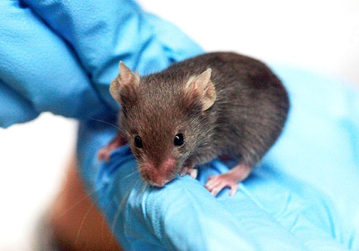 Symposium 2022 | Von Menschen und Mäusen – Warum Tiermodelle bei Autismus hilfreich sind Symposium 2022 | Von Menschen und Mäusen – Warum Tiermodelle bei Autismus hilfreich sind