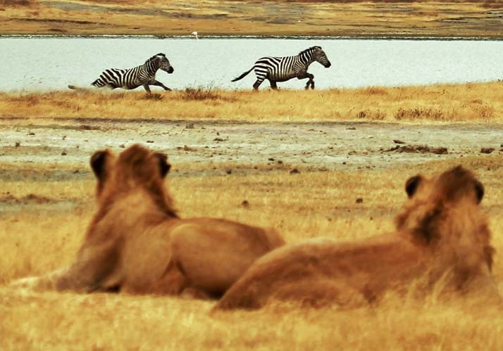 Symposium 2023 | Die Alarmtheorie des Bewusstseins
– Was ändert sich, wenn biologische Lebewesen Bewusstsein erlangen? Symposium 2023 | Die Alarmtheorie des Bewusstseins
– Was ändert sich, wenn biologische Lebewesen Bewusstsein erlangen?
