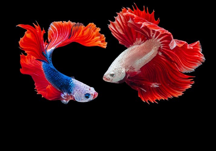 Symposium 2023 | Schönheit der Tiere
– Funktion und Evolution biologischer Ästhetik Symposium 2023 | Schönheit der Tiere
– Funktion und Evolution biologischer Ästhetik