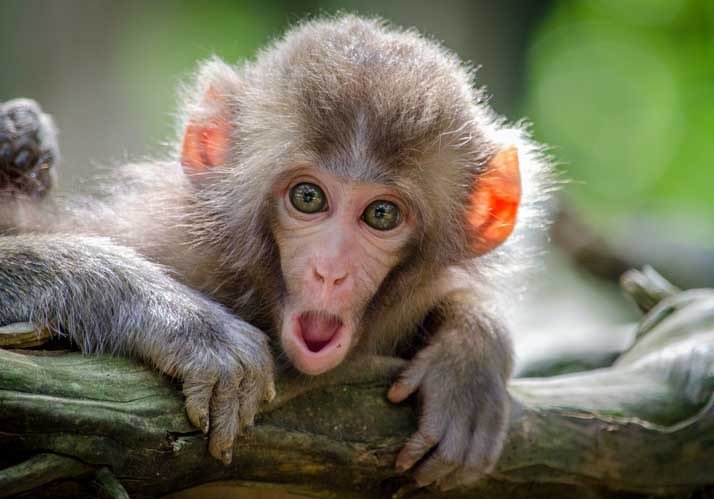 Symposium 2023 | Die schwierige Frage des Sprachursprungs
– Was die Kommunikation von Affen über die Evolution der Sprache verrät Symposium 2023 | Die schwierige Frage des Sprachursprungs
– Was die Kommunikation von Affen über die Evolution der Sprache verrät