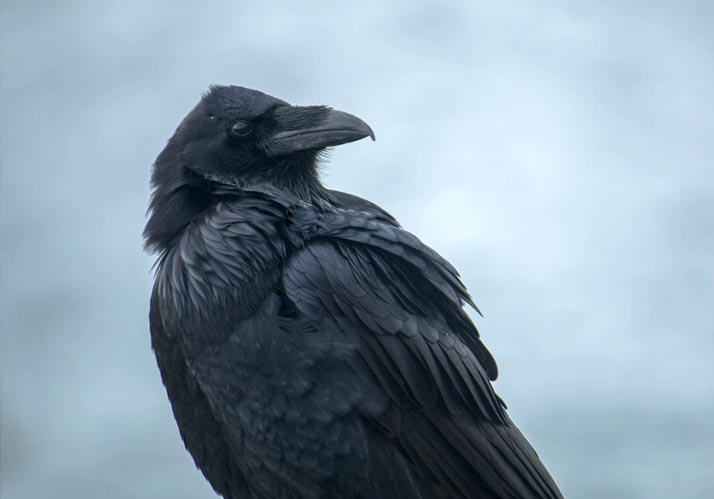 Symposium 2023 | Auf den Spuren evolutionärer Wurzeln der Menschwerdung Symposium 2023 | Auf den Spuren evolutionärer Wurzeln der Menschwerdung